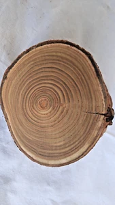 Astscheibe, Essigbaum, Hirschkolbensumach, Drechselholz, Ø 12-15cm, Stärke 40 mm - Bild 1 von 5