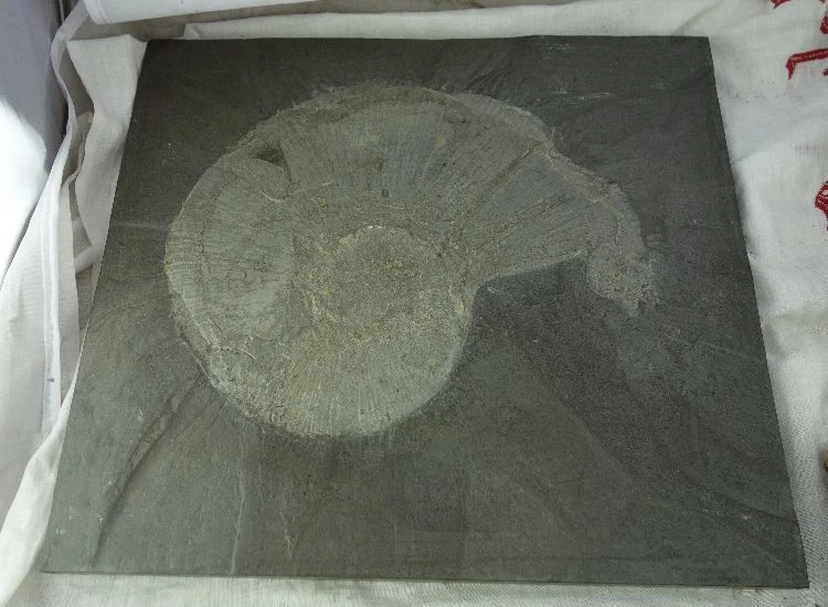 Versteinerung Fossil Schnecke Schiefer aus Sammlung #5 - Bild 1 von 1