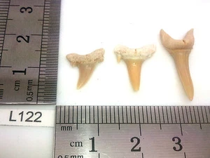 Lot 3 x Dent de requin fossile collection archeologie déco décoration - Imagen 1 de 1
