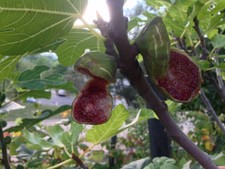 NAZARETH - 4 FIG TREE CUTTINGS - FROM PORTUGAL