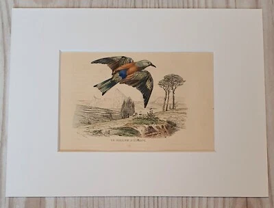 1852 Lithographie Kunstdruck Holzstich Vogel Engraving Antik Passepartout - Bild 1 von 4