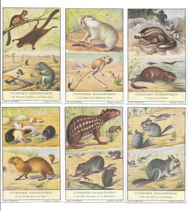 LIEBIG TRADE CARDS, UNUSUAL RODENTS 1954 Set of 6 Cards (S1600 Dutch).