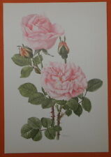 Conrad Ferdinand Meyer Rose Offset-Lithographie Anne Marie Trechslin 1961 Roses 