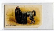 (Jb1955-100)  HUSTLER,ANIMALS 1ST SERIES,FRENCH POODLE,1925#11