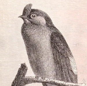 Antiguo Antiguo Antiguo Victoriano Vintage 1895 Árbol de Alas Largas - Estampado de Pájaro Rápido - Imagen 1 de 3