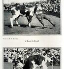 1921 Steer Bulldogging Fotodruck Aufrunden Bucking Rodeo Cowboy DWN8C