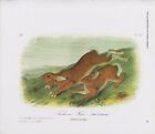 Audubon 1989 Vintage "Northern Hare" Old & Young Mammal Color Art Lithograph