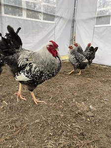 6 SILVER LACED WYANDOTTE CHICKEN HATCHING EGGS! - Picture 1 of 6