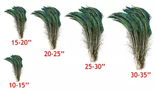 SPADE PAVONE Piume Naturali 10-35" Varie Taglie in Lunghezza Halloween/Sposa - Foto 1 di 5