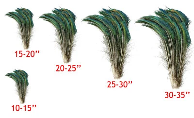 PEACOCK SWORDS Natural Feathers 10-35" Various Sizes in Length Halloween/Bridal - Image 1 of 4