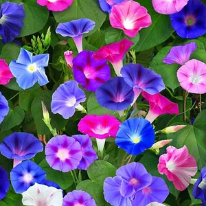 Morning-Glory Sacred Mix 30 Seeds Ipomoea Rare Aztec Medicinal Climbing Vine - Picture 1 of 10