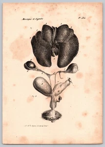 Buffon Monkey Internal Organs Anatomy c1800s Lejeune Burggraaff Antique Print - Picture 1 of 2