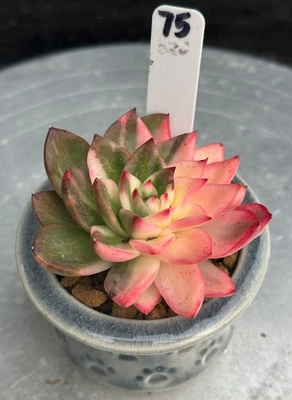 Importado Suculenta Planta Viva Regalo Raro Suculento Echeveria Punta Roja Variegada Foto 1 de 4