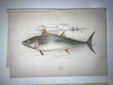Couch 1877 Original Hand Colored Engraving British Fishes Superb Pair Bonito