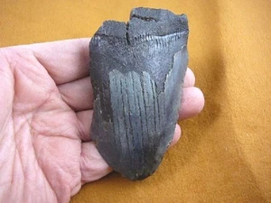(sp200-119) Big 4" Fossil Shark Tooth teeth MEGALODON partial fragment sharks - Picture 1 of 2