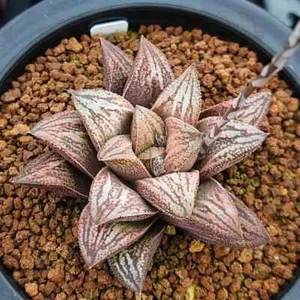 6-7 cm 1 pieza Live Haworthia Emelyae Var. Hermosa plantación rara de jardín Majo - Imagen 1 de 9