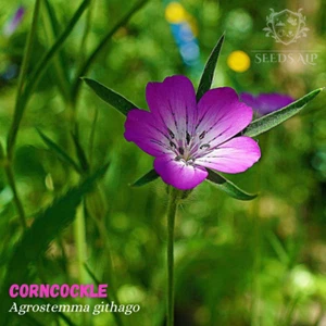 500 Samen Kornrade WILDFORM - Agrostemma githago - Kornnelke Kornrose Ackerrade - Imagen 1 de 3