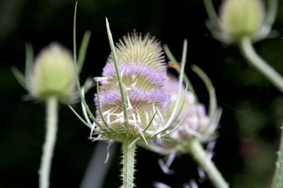 100 Graines de Chardon Sauvage Cardere Méthode BIO semences fleurs mélliferes