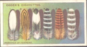Ogdens - Poultry Rearing & Management, 2nd Series - 22 - Markings of Feathers - Picture 1 of 1