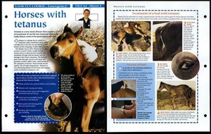 Horses With Tatanus #2 Vet Course Animals, Animals, Animals Fact File Page - Picture 1 of 1