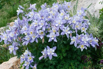SEEDVILLE USA 50 Blue ROCKY MOUNTAIN COLUMBINE Aquilegia Caerulea Flower Seeds