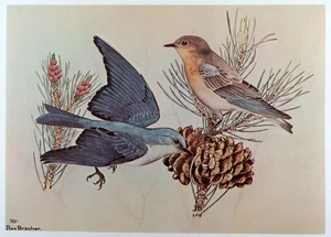 Rex Brasher Bird Print, Mountain Bluebird in Pinon Tree, 16x12 in. - Picture 1 of 3