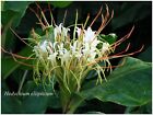 Hedychium ellipticum - rustique -1 plant