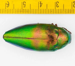 COLEOTTERO - BUPRESTIDAE - Sternocera sp (aberrazione di colore) - 2269 - Foto 1 di 2