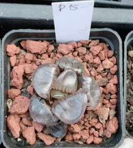 haworthia coffee colour , display in 7cm pot 011 - Picture 1 of 2