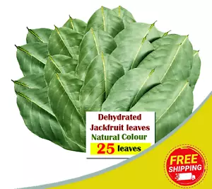 Dried Jackfruit Leaves for Aquarium | Enhance Underwater Paradise! 25 Leaves - Picture 1 of 6