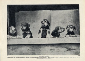 AIREDALE TERRIER ORIGINAL VINTAGE HUND DRUCK SEITE 1934 SCHÖNE WELPENGRUPPE - Bild 1 von 1