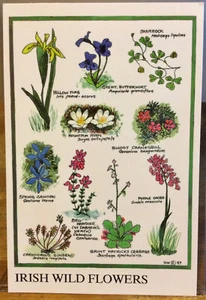 Arte PC Burren FLORES SILVESTRES IRLANDESAS Trébol Iris Sundew Irlanda H Weir Campanacardos - Imagen 1 de 2