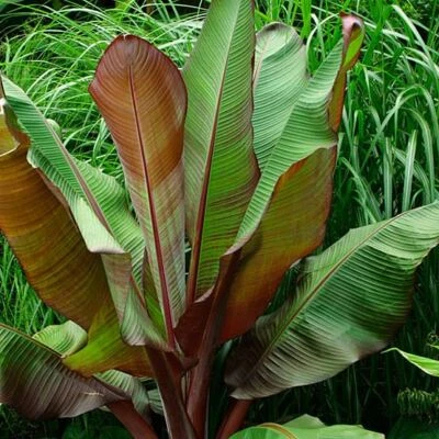 Ensete Maurelii - Plátano rojo abisinio Foto 1 de 3