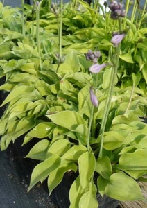 Hosta 'Gold Edger' herbaceous Perennial Groundcover- Lot of 3 plants - Picture 1 of 1