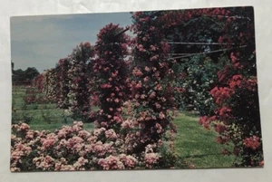 One Of The Many Beautiful Gardens In Roger Williams Park, Providence, R.I. PC(X1 - Picture 1 of 2