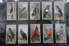 OGDENS FOREIGN BIRDS  ISSUED 1924 SET OF 50  MINT SEE ALL  PHOTOs