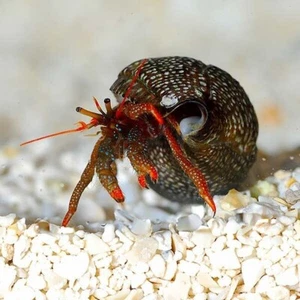 Crabs FL Red Leg Hermit 5 Pack - Picture 1 of 1