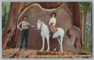 A California Sample Stump, San Francisco, California Postcard - Picture 1 of 2