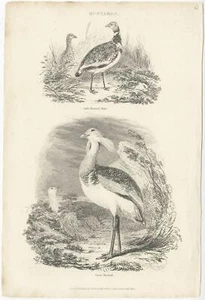 Antique Bird Print of a Male Little Bustard and a Great Bustard by Partington (1 - Picture 1 of 1