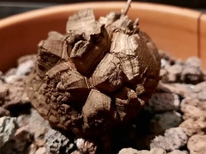 Dioscorea elephantipes var. montana MIT AUSTRIEB, Caudex, Schildkrötenpflanze! - Bild 1 von 15