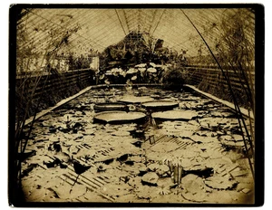 ORIG. 19thC PHOTO: INTERIOR VIEW OF MR. WM. S. KIMBALL'S LILY HOUSE - Greenhouse - Picture 1 of 2