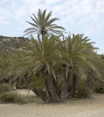 Phoenix theophrasti, P. theophrastii Hardy Cretan Datile Palm - 100 semillas Foto 1 de 2