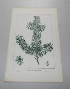 c1841 TREE AND BUSH Leaf COLOR Print / WESTERN YEW, TAXUS OCCIDENTALIS - Picture 1 of 1