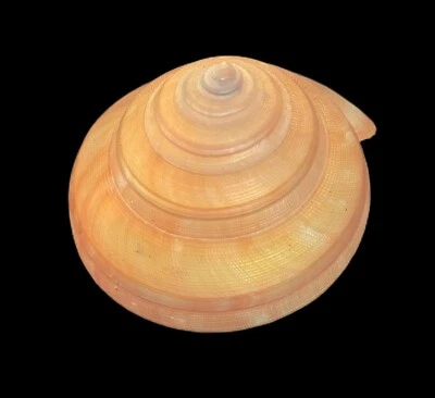 Seashell  Entemnotrochus teramachii 87.1mm - Image 1 of 4