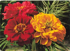 Postcard Red and Orange Zinnia Flowers - Picture 1 of 2