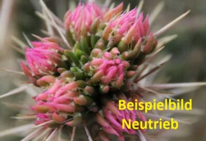 Cylindropuntia imbricata Pinky winterharte Kakteen Kaktus - Bild 1 von 8