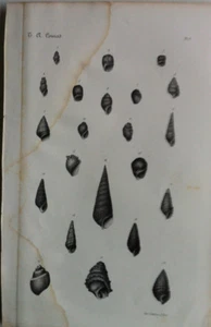 Coquillage GRAVURE  Botanique XIXème - Picture 1 of 2