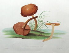 CINNAMON WEBCAP AGARIC fungus, Hussey original antique mushroom fungi print 1847