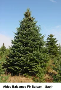 Seed Balsam Fir Abies Balsamea Evergreen Canada Pyramidal Aromatic Tree Seeds + - Picture 1 of 3