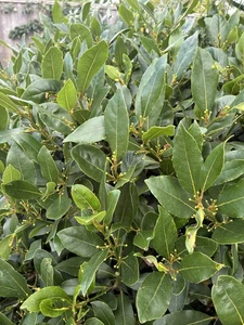 Fresh Organic Bay Leaves - Picked to Order - Picture 1 of 4